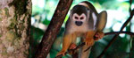 Tour The Magical Amazon Rainforest (5 days / 4 nights)