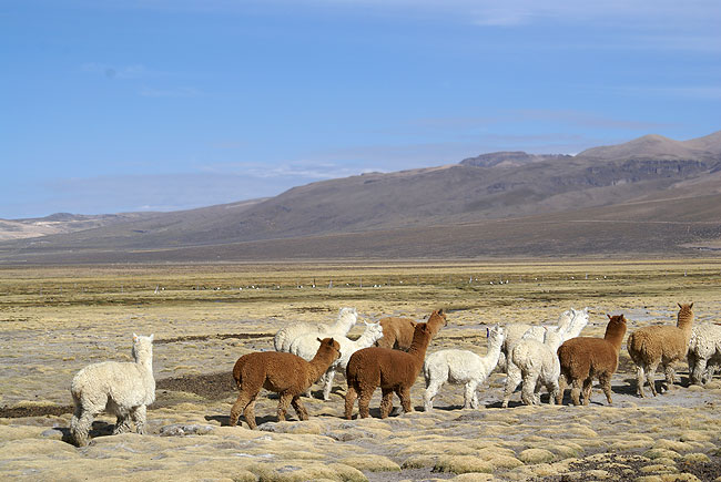 Alpacas en Pampa Cañahuas