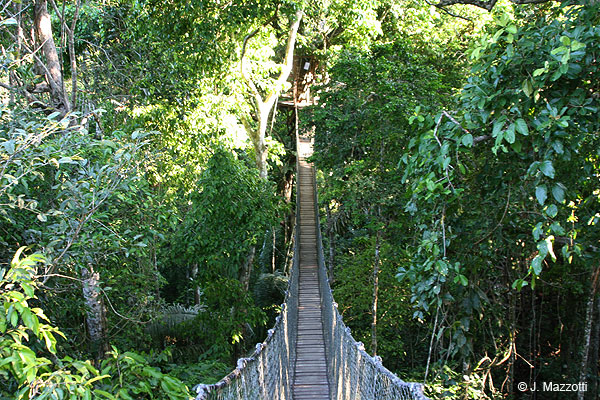 Canopy en Inkaterra Reserva Amazónica