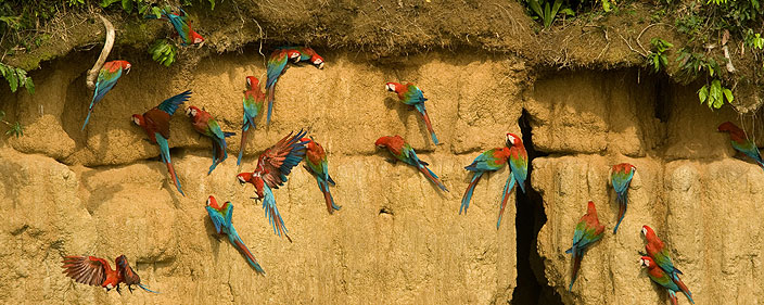 Reserva Nacional Tambopata