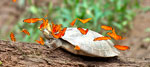 Rainforest Wildlife Photography Tour ( 7 Days / 6 Nights)