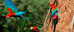 Tour Tambopata Research Center (4 das / 3 noches) 
