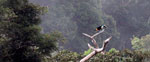 Tour Ceiba Tops and Canopy Walkway Special (4 days / 3 nights)