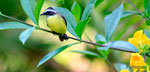 Tour Explorama Lodge and Canopy Walkway Special (5 days / 4 nights)
