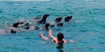 Excursin Nadando con lobos en Islas Palomino