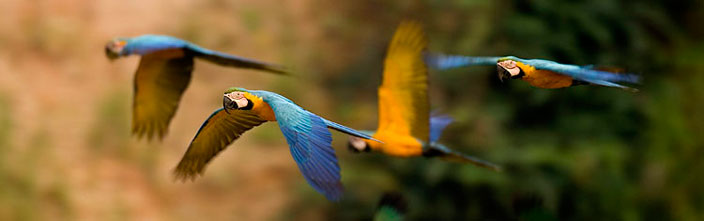 Aves del Per