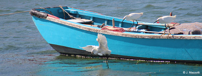 Paracas Town