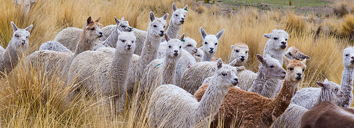 Turismo en Puno