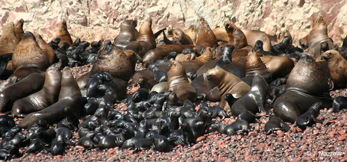 Ballestas Islands