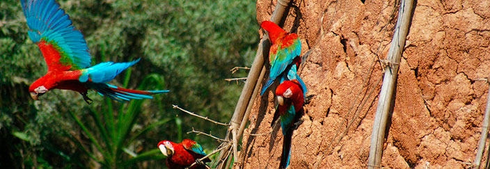 Tour Tambopata Research Center (4 das / 3 noches)
