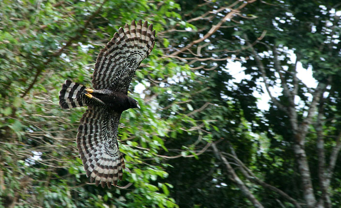 Paraso para observadores de aves - Gua de Viajes de Iquitos