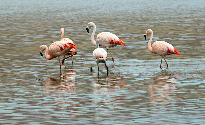 Paradise for bird-watching - Paracas Travel Guide