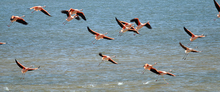 Tour Paracas Full Day