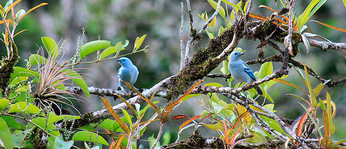 Tour Planeta Verde en Chanchamayo 3 días incluye alojamiento en el Fundo San José Parque Ecológico & Lodge y excursiones Fundo San José Parque Ecológico & Lodge