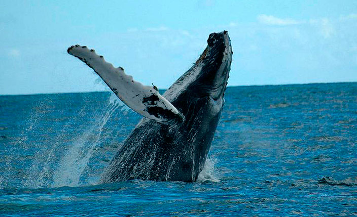 Avistamiento de Ballenas
