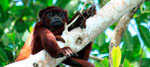 Tour Inkaterra Reserva Amaznica (4 das / 3 noches)