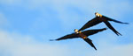 Birdwatching Tour in Tambopata (9 Days / 8 Nights)