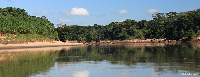 Amazon Jungle Lodges in Tambopata