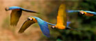 Tours de Selva en Tambopata