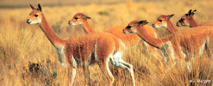 Natural Attractions in Arequipa