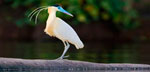 Amazon Expedtion Tambopata with Macaw Clay Lick and Sandoval Lake (4 days / 3 nights)