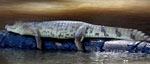 Amazon Expedtion Tambopata with Macaw Clay Lick and Sandoval Lake (5 days / 4 nights)