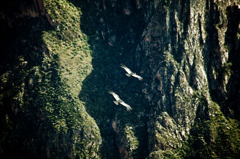 Cóndores en vuelo en el Cañón del Colca