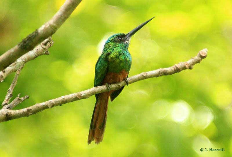 Aves del Perú
