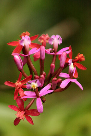 Orquídea Wiñay Wayna