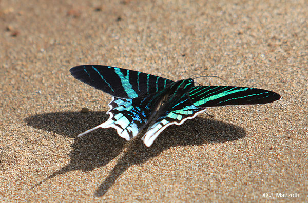 Mariposa Neotropical
