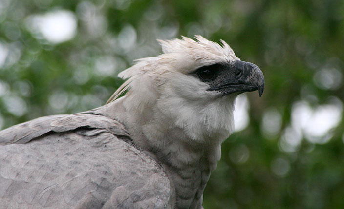 Paraso para Observadores de Aves en Tambopata