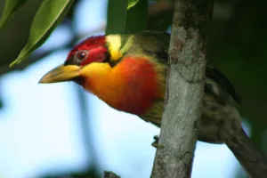 Tambopata_nov06__473