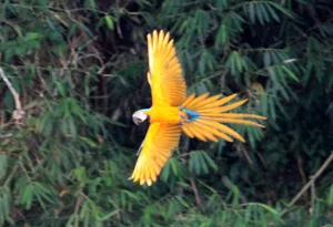 tambopata_jun10-759